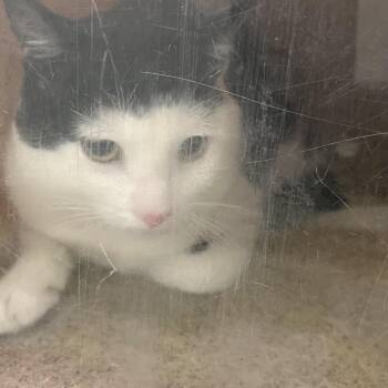 Oreni -  Domestic Short Hair Cat for Adoption in Philadelphia, Pennsylvania - Oreni | PetCurious