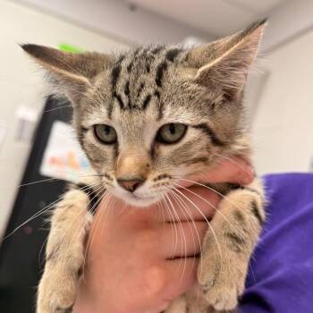 Domestic Short Hair Cats Available for Adoption in Evansville, Indiana - Hershel | PetCurious