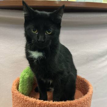 Rescue Domestic Short Hair Cats for Adoption in South Elgin, Illinois - Tax | PetCurious