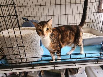 Rescue Tabby Cats for Adoption in Lakewood, California - Opal | PetCurious