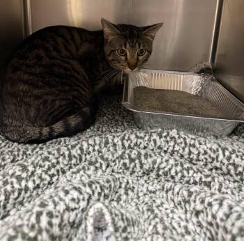 Teddy -  Domestic Short Hair Cat for Adoption in Rowlett, Texas - Teddy | PetCurious