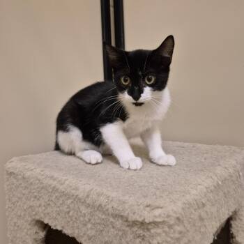 Scampi -  Domestic Short Hair Cat for Adoption in Schertz, Texas - Scampi | PetCurious