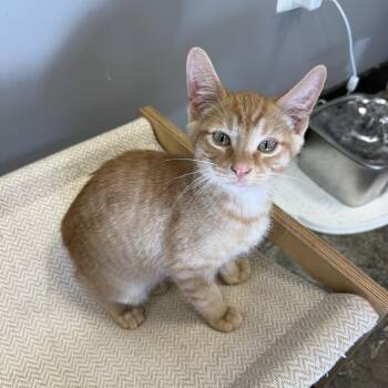 Torch -  Domestic Short Hair Cat for Adoption in Hamburg, New York - Torch | PetCurious