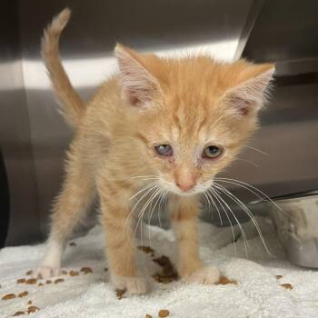 Jack -  Domestic Short Hair Cat for Adoption in Bristol, Indiana - Jack | PetCurious