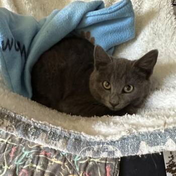 Blu -  Domestic Short Hair Cat for Adoption in Priest River, Idaho - Blu | PetCurious