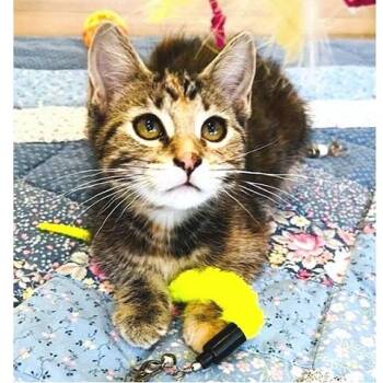 Truffle -  Torbie and Manx Cat for Adoption in Millcreek, Utah - Truffle | PetCurious