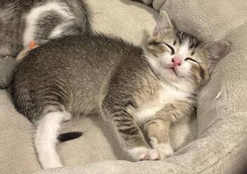 Katara -  Domestic Short Hair Cat for Adoption in Grand Rapids, Michigan - Katara | PetCurious