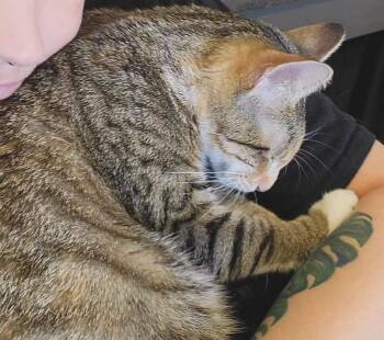 Savanna -  American Shorthair Cat for Adoption in Boonville, Missouri - Savanna | PetCurious