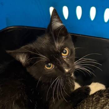 Brit -  Domestic Short Hair Cat for Adoption in Jacksonville, Arkansas - Brit | PetCurious