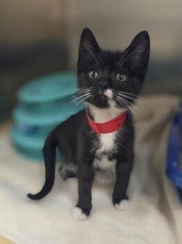 Paws! at the Disco -  Domestic Short Hair Cat for Adoption in Westland, Michigan - Paws! At The Disco | PetCurious