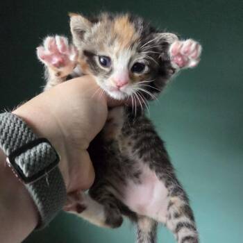 Rune -  Domestic Short Hair Cat for Adoption in Springfield, Illinois - Rune | PetCurious