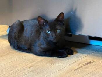 Marty -  Domestic Short Hair Cat for Adoption in Wilmington, North Carolina - Marty | PetCurious
