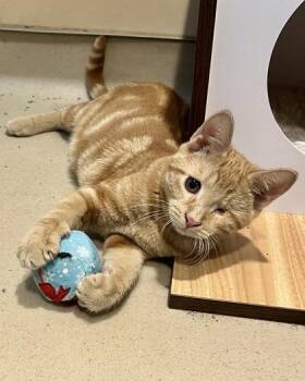 Mack -  Domestic Short Hair Cat for Adoption in Quakertown, Pennsylvania - Mack | PetCurious