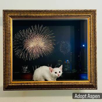 Aspen -  Turkish Van and Turkish Angora Cat Available for Adoption in Los Angeles, California - Aspen | PetCurious