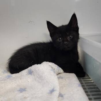 Rescue Domestic Short Hair Cats for Adoption in Monroe, Michigan - Zipper | PetCurious