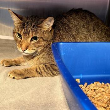 Sesame -  Domestic Short Hair Cat Available for Adoption in Melrose, Florida - Sesame | PetCurious