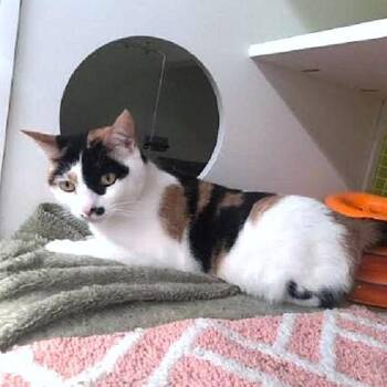 Miss Kitty -  Calico Cat for Adoption in Millcreek, Utah - Miss Kitty | PetCurious