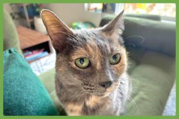 Muffin -  Domestic Short Hair Cat for Adoption in Amherst, Massachusetts - Muffin | PetCurious