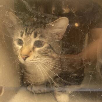 Rescue Domestic Short Hair Cats for Adoption in Reno, Nevada - Merlot | PetCurious