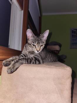 Dolly -  Tabby Cat for Adoption in Wyandotte, Michigan - Dolly | PetCurious