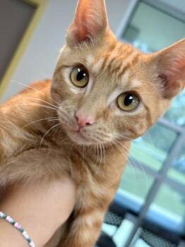 Blaze -  Domestic Short Hair Cat for Adoption in Memphis, Tennessee - Blaze | PetCurious