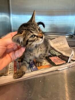 Tiny Todd -  Domestic Short Hair Cat for Adoption in Nashville, Georgia - Tiny Todd | PetCurious