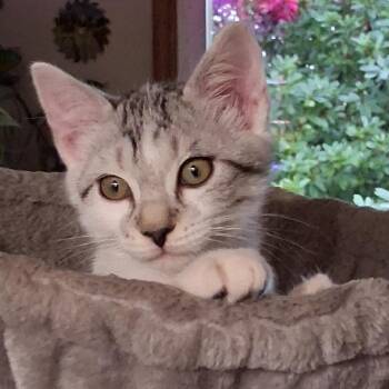 Rescue Domestic Short Hair Cats for Adoption in Warrenton, Oregon - Turbo (Scott Kitten 2) | PetCurious