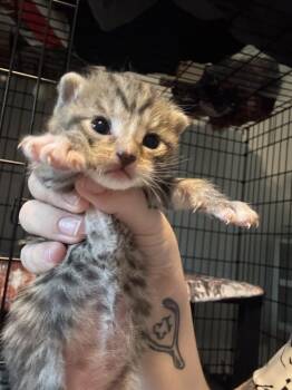Domestic Short Hair Cats Available for Adoption in Virginia Beach, Virginia - Earlene | PetCurious