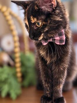 Catherine -  Tortoiseshell Cat for Adoption in Fresno, California - Catherine | PetCurious