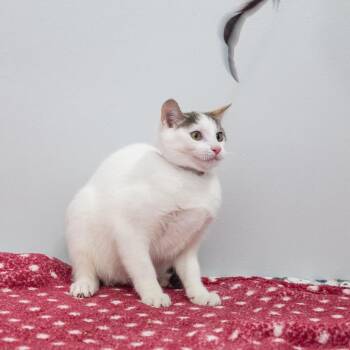 Buttercup -  Domestic Short Hair Cat for Adoption in Long Beach, California - Buttercup | PetCurious