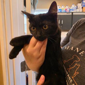 Tuna Turner -  Domestic Short Hair Cat for Adoption in Tipton, Indiana - Tuna Turner | PetCurious