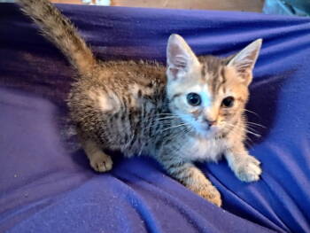Rescue Tabby and Dilute Calico Cats for Adoption in Piedmont, Missouri - Rosie | PetCurious