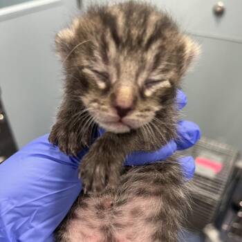 Gnocchi -  Domestic Short Hair Cat for Adoption in Greensboro, North Carolina - Gnocchi | PetCurious