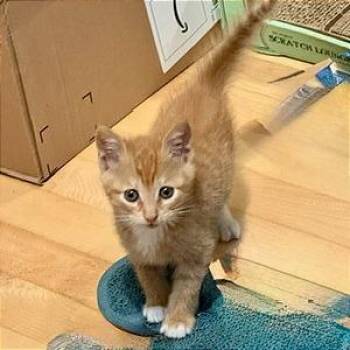 A1047397 Caesar -  Domestic Short Hair Cat for Adoption in Pleasant Hill, California - A1047397 Caesar | PetCurious