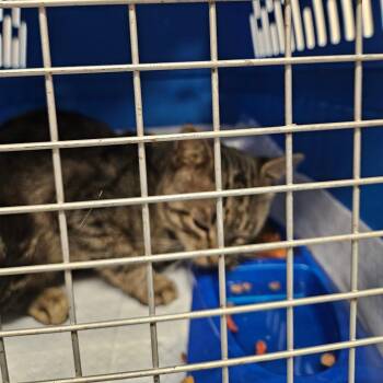 Macho Nacho -  American Shorthair Cat for Adoption in Lake Jackson, Texas - Macho Nacho | PetCurious