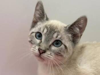 Rescue Domestic Short Hair Cats for Adoption in Portland, Oregon - Pumpkin Cheesecake | PetCurious