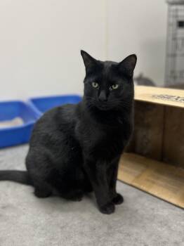 Rescue Domestic Short Hair Cats for Adoption in Geneseo, Illinois - Coale | PetCurious