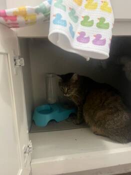 Cleo -  Domestic Short Hair Cat Available for Adoption in The Woodlands, Texas - Cleo | PetCurious