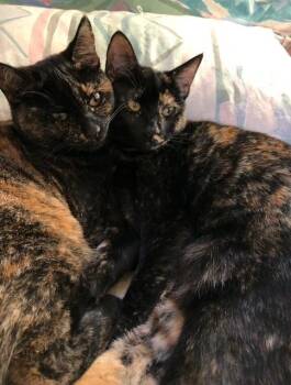 Mabel and Bobby -  Tortoiseshell Cat for Adoption in Novato, California - Mabel And Bobby | PetCurious
