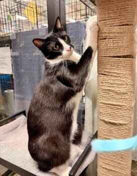 Tuxedo Cats Available for Adoption in San Juan Capistrano, California - Domino | PetCurious
