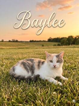 Baylee -  Domestic Short Hair Cat for Adoption in Heber City, Utah - Baylee | PetCurious