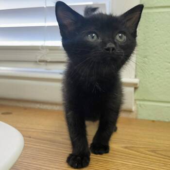Diet Pepsi -  Domestic Short Hair Cat for Adoption in Rocky Mount, Virginia - Diet Pepsi | PetCurious