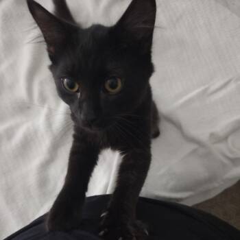 Lautaro -  Domestic Short Hair Cat for Adoption in Greensboro, North Carolina - Lautaro | PetCurious