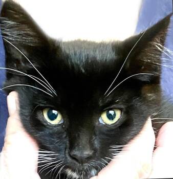 Domestic Short Hair Cats Available for Adoption - Defiance | PetCurious