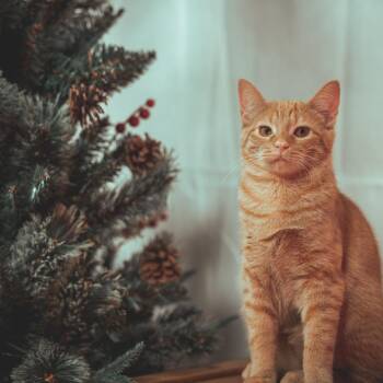 Domestic Short Hair Cats Available for Adoption in Plainfield, Illinois - Iris | PetCurious