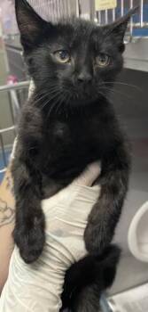 FAVOR -  Domestic Medium Hair Cat for Adoption in Pensacola, Florida - FAVOR | PetCurious