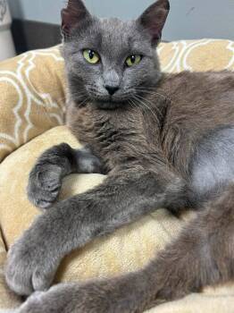 Stella Luna -  Domestic Short Hair Cat for Adoption in Statesboro, Georgia - Stella Luna | PetCurious
