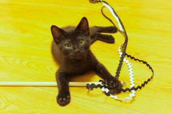 Felix -  Bombay and Domestic Short Hair Cat for Adoption in Urbana, Ohio - Felix | PetCurious
