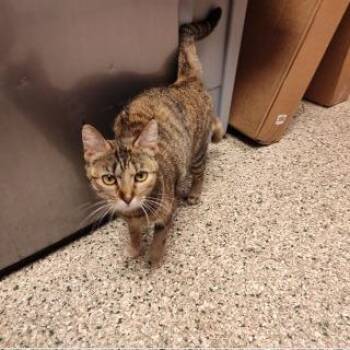 Taffy -  Domestic Short Hair Cat for Adoption in Cedar Rapids, Iowa - Taffy | PetCurious