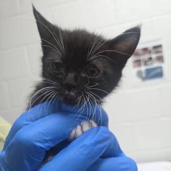 Crayon -  Domestic Short Hair Cat for Adoption in Incline Village, Nevada - Crayon | PetCurious